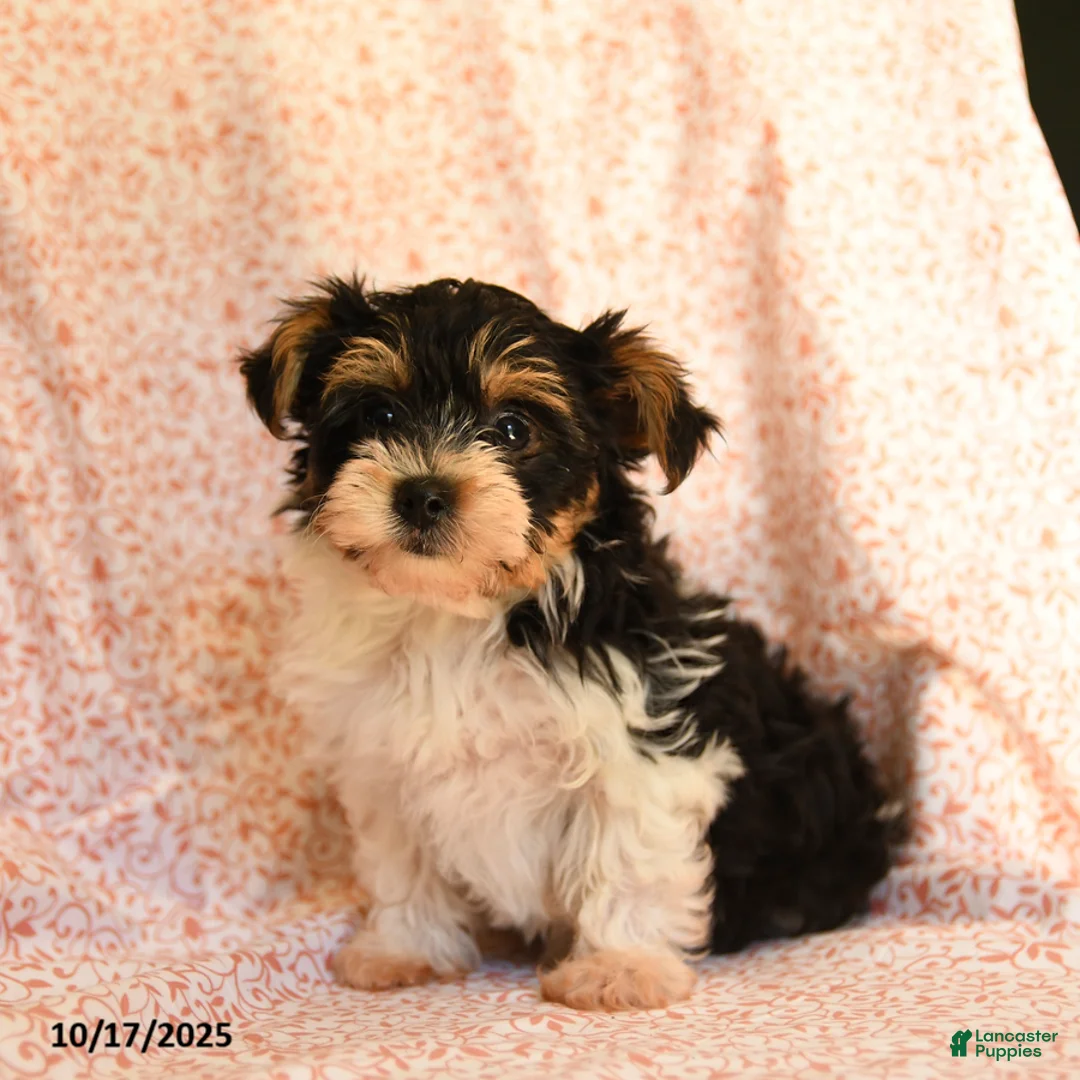 Yorkshire Terrier dogs for sale: Domino - Ad 19