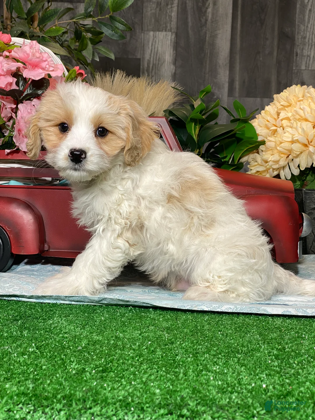 Cavapoochon dogs for sale: Viper  - Ad 2