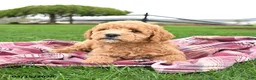 Mini Goldendoodle dogs for sale: Chip - Ad 4