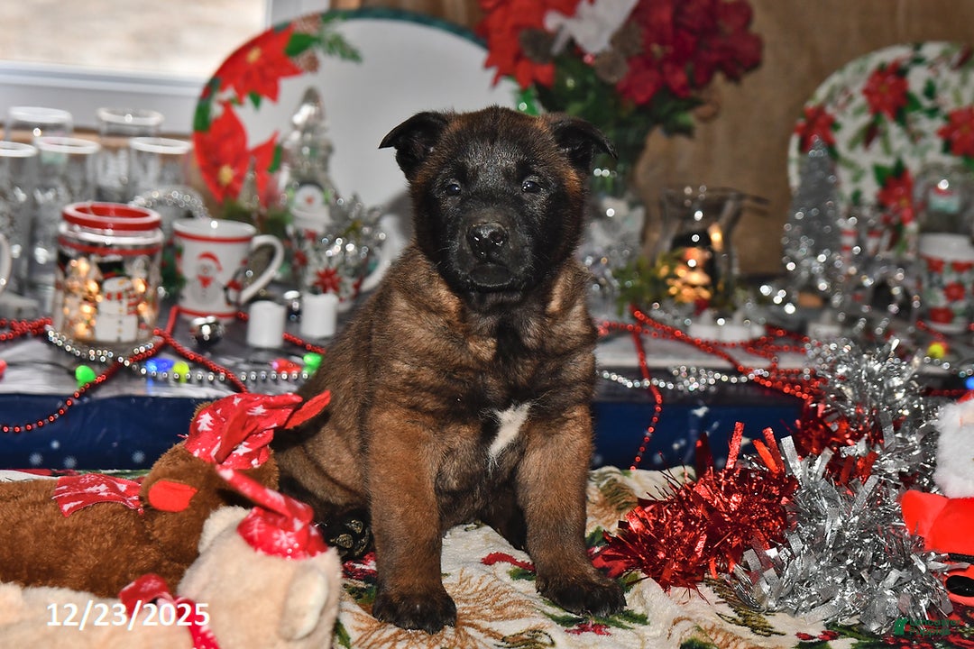 Belgian Malinois dogs for sale: Lucky - Ad 1