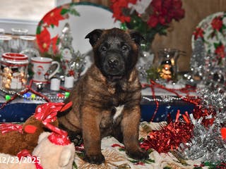 Belgian Malinois dogs Lucky - Ad 24