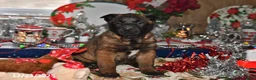 Belgian Malinois dogs for sale: Lucky - Ad 6