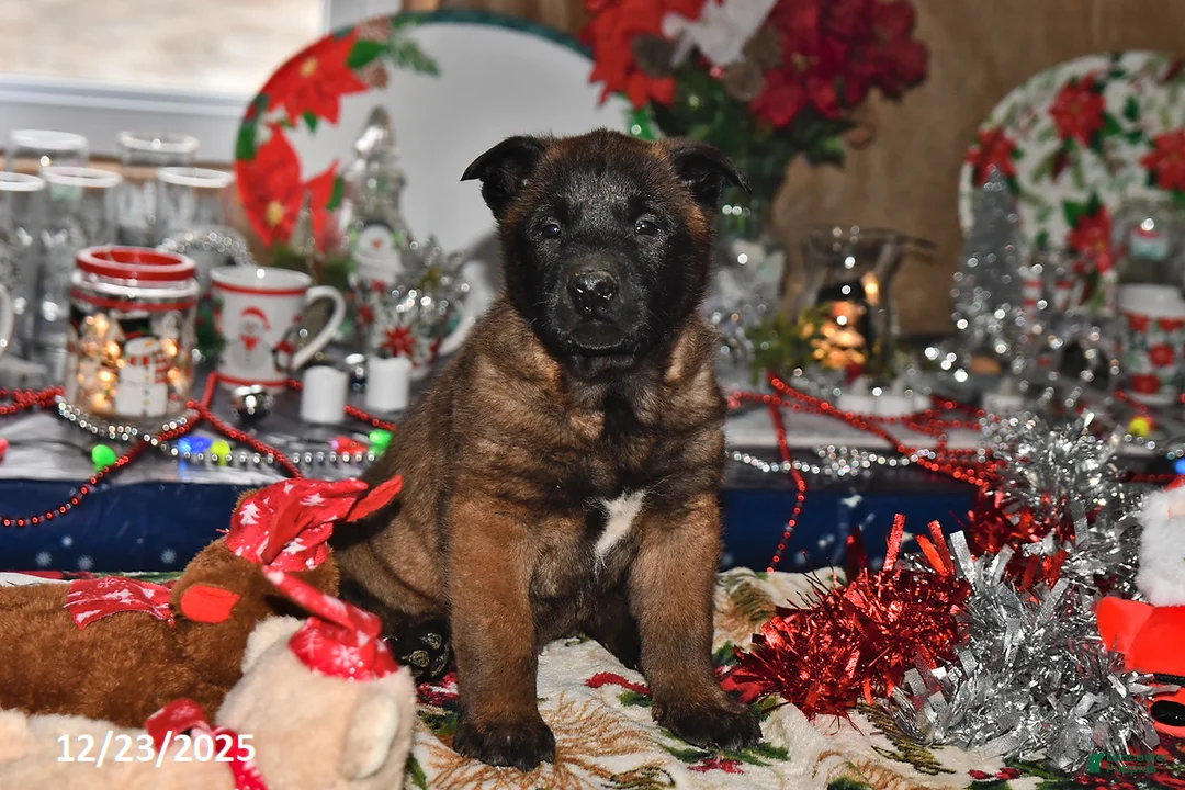 Belgian Malinois dogs for sale: Lucky - Ad 6