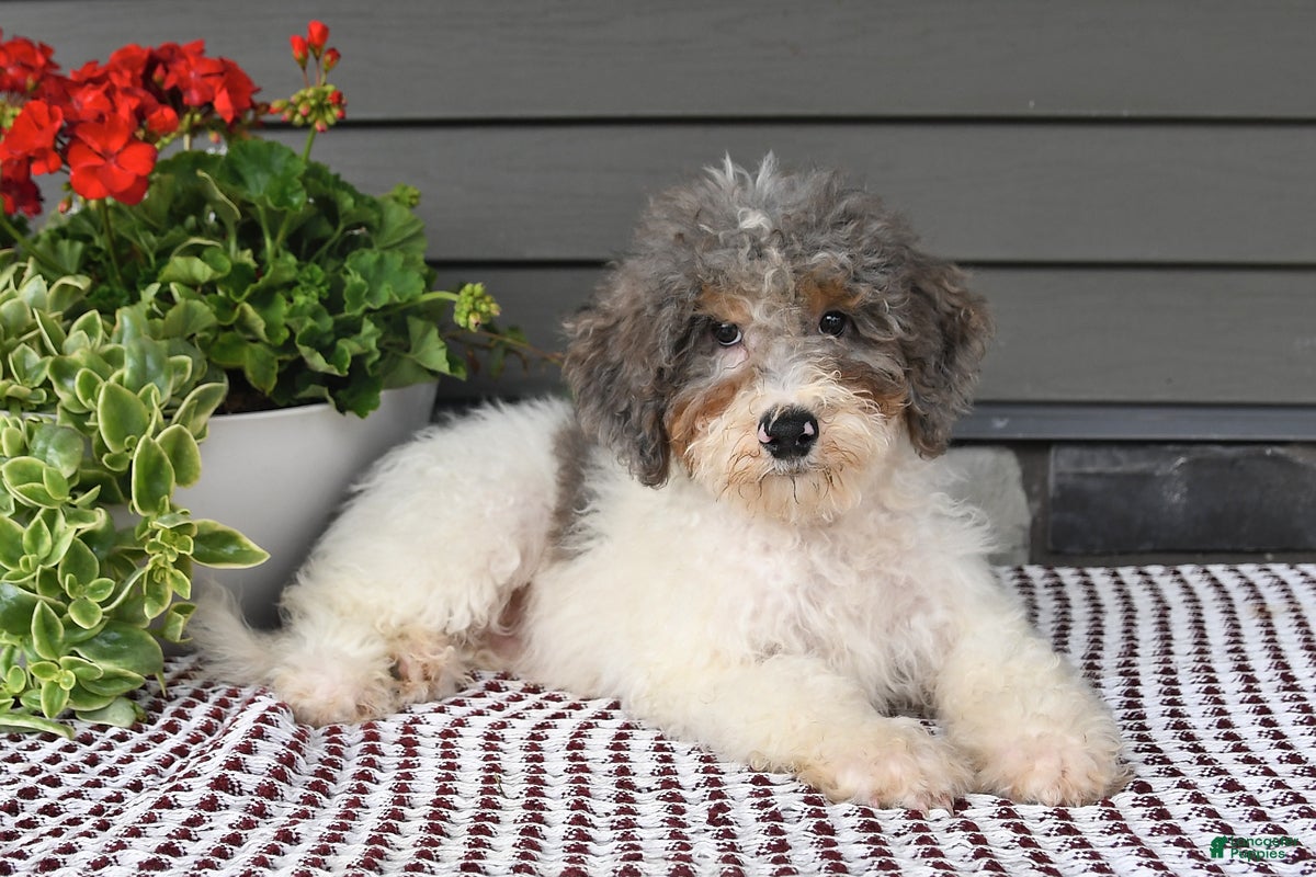 Mini Sheepadoodle dogs Spencer - Ad 2