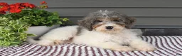 Mini Sheepadoodle dogs for sale: Spencer - Ad 2