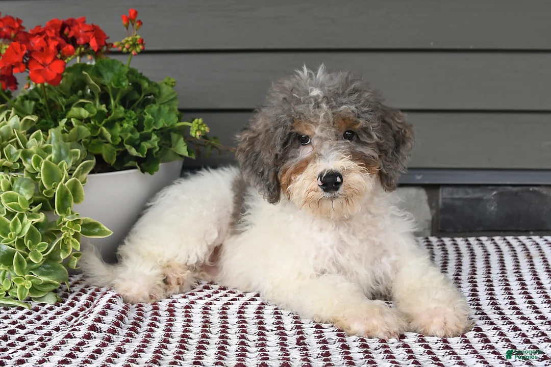 Mini Sheepadoodle dogs for sale: Spencer - Ad 2