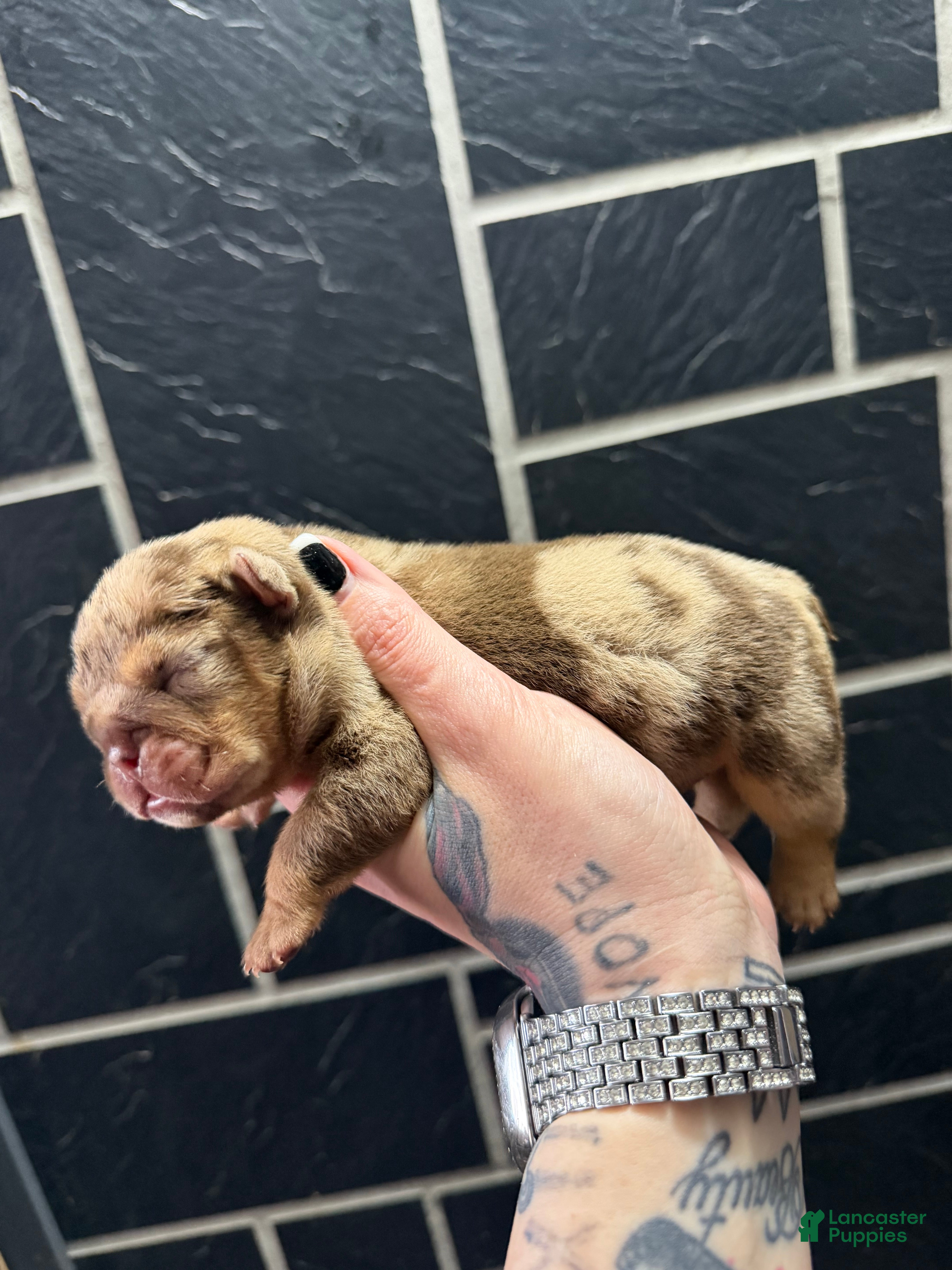 English Bulldog dogs Blizzard - Ad 41