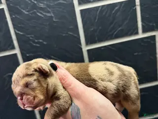 English Bulldog dogs Blizzard - Ad 41