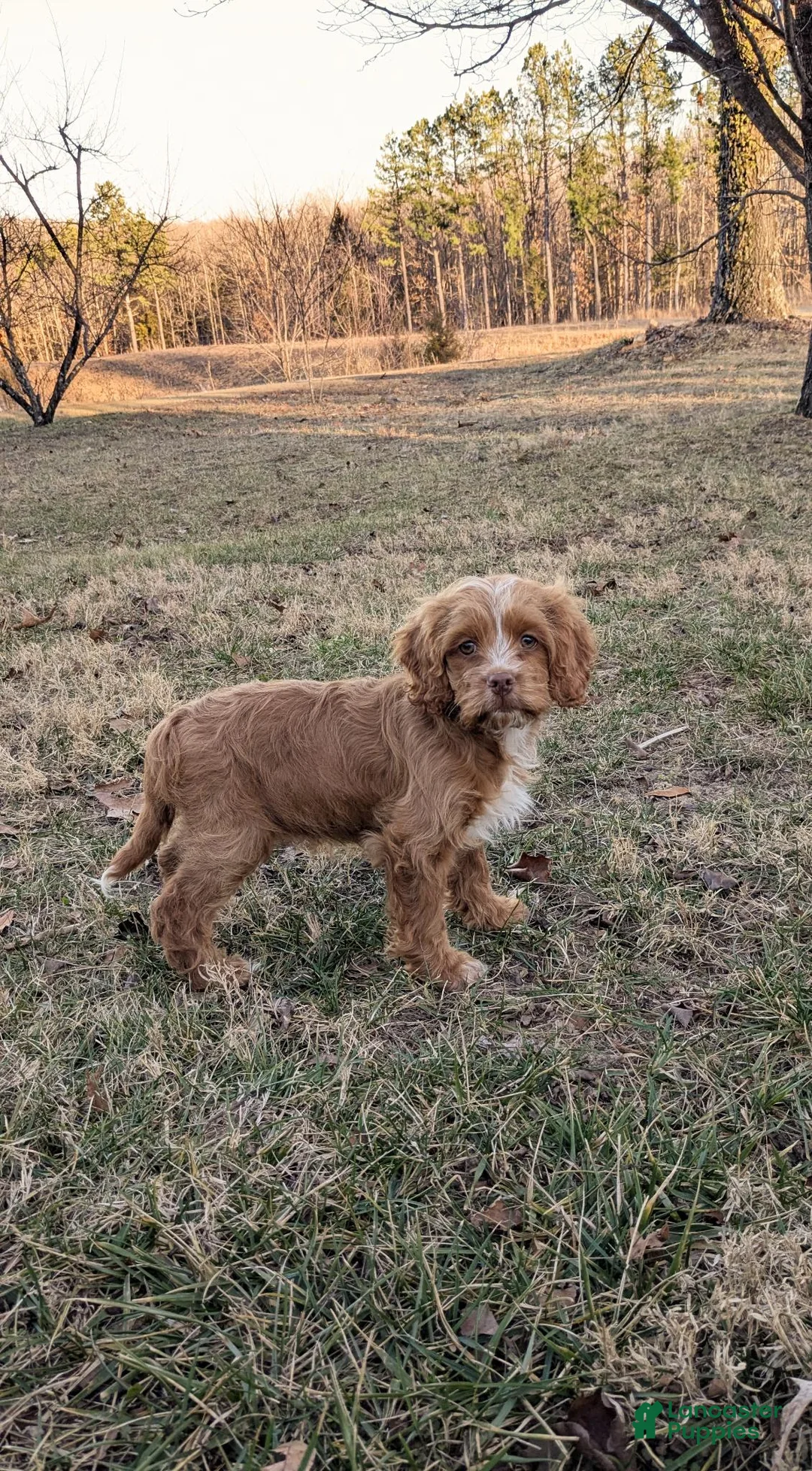 Cockapoo dogs for sale: Fudge - Ad 2