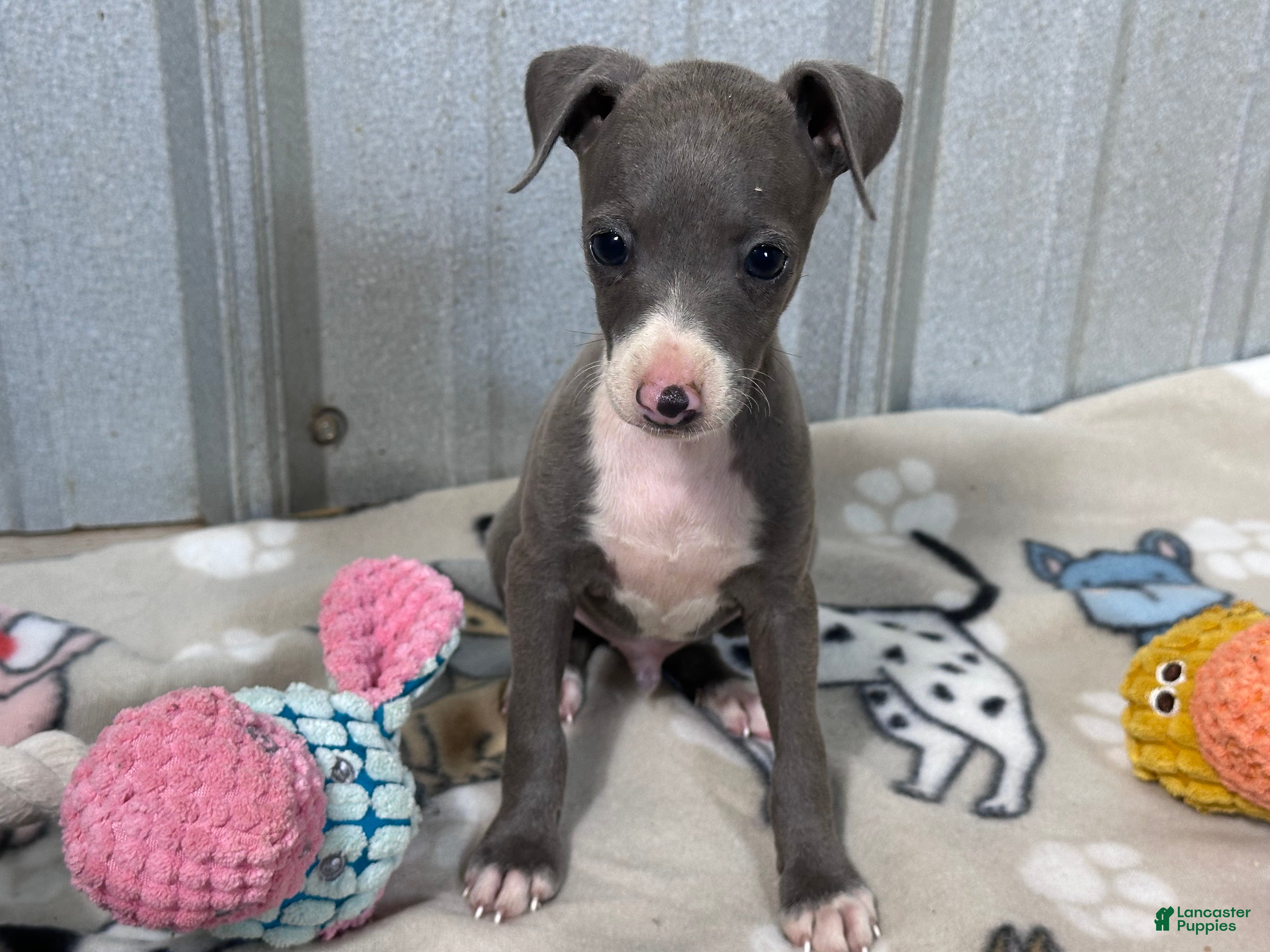 Italian Greyhound dogs Buzz - Ad 2