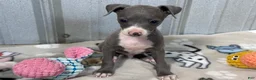 Italian Greyhound dogs for sale: Buzz - Ad 2
