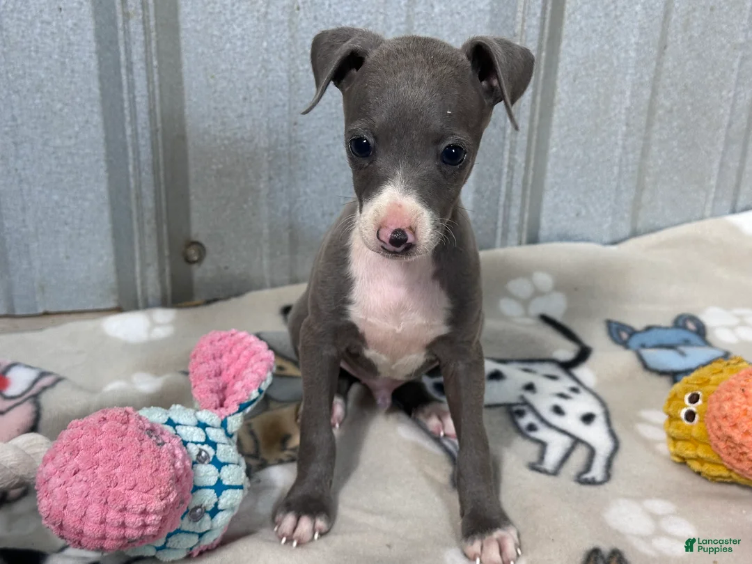 Italian Greyhound dogs for sale: Buzz - Ad 2