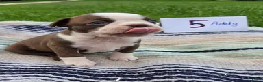 Addy Boston Terrier 5
