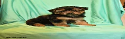 Yorkshire Terrier dogs for sale: Dwight - Ad 1