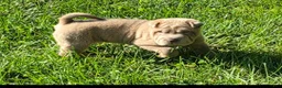 Shar Pei dogs for sale: Lyla - Ad 17
