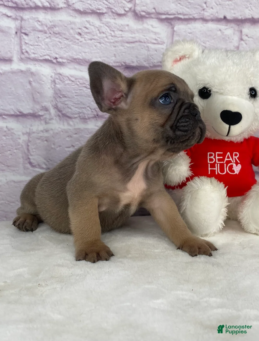 French Bulldog dogs for sale: Sady - Ad 3