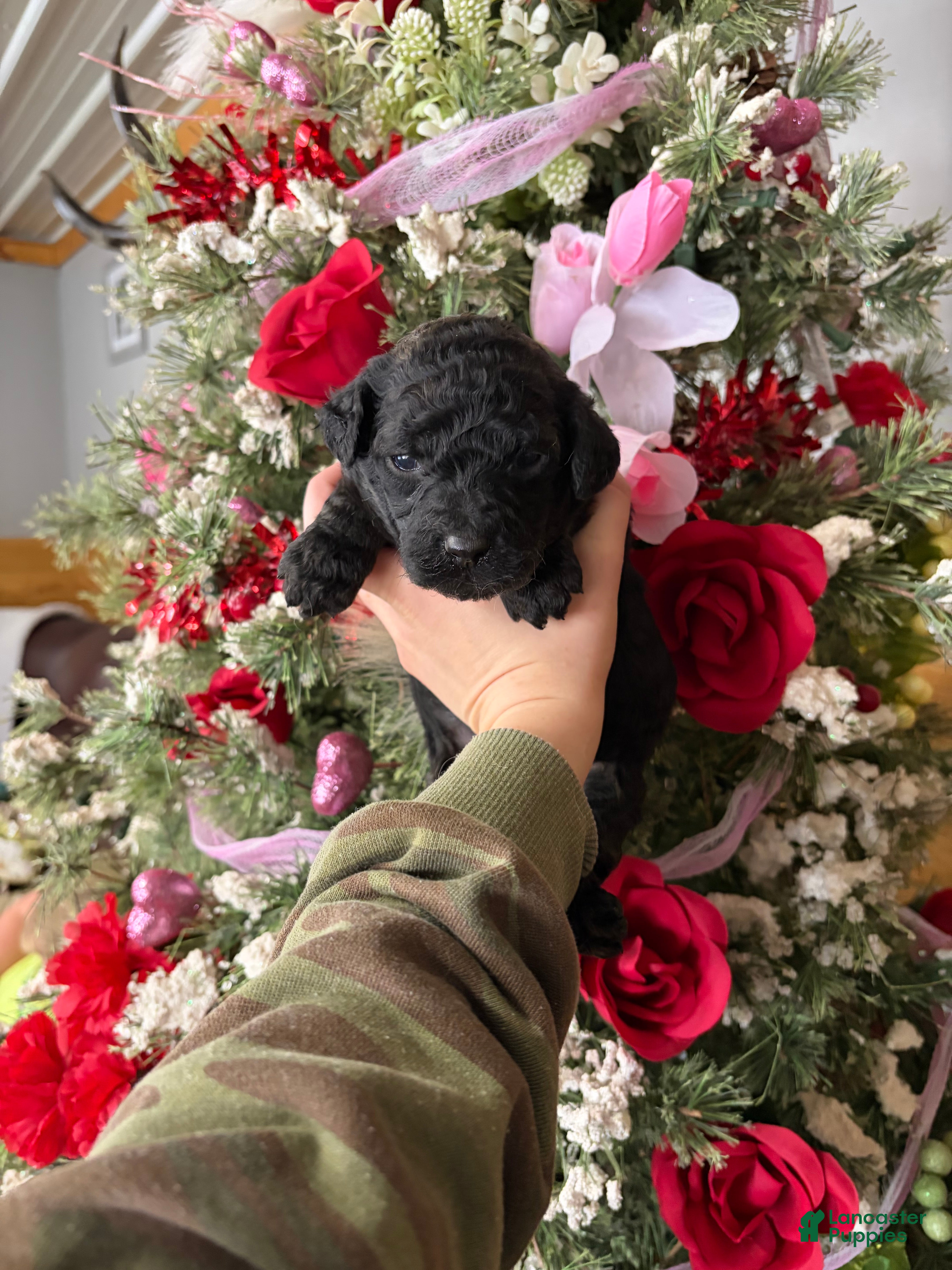 Goldendoodle dogs Goldendoodle Puppy 4 - Ad 11