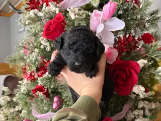 Goldendoodle dogs Goldendoodle Puppy 4 - Ad 11