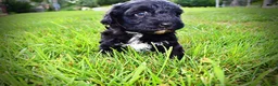 Havapoo dogs for sale: Harmony - Ad 14