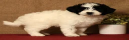 Pomapoo dogs for sale: Callie - Ad 6