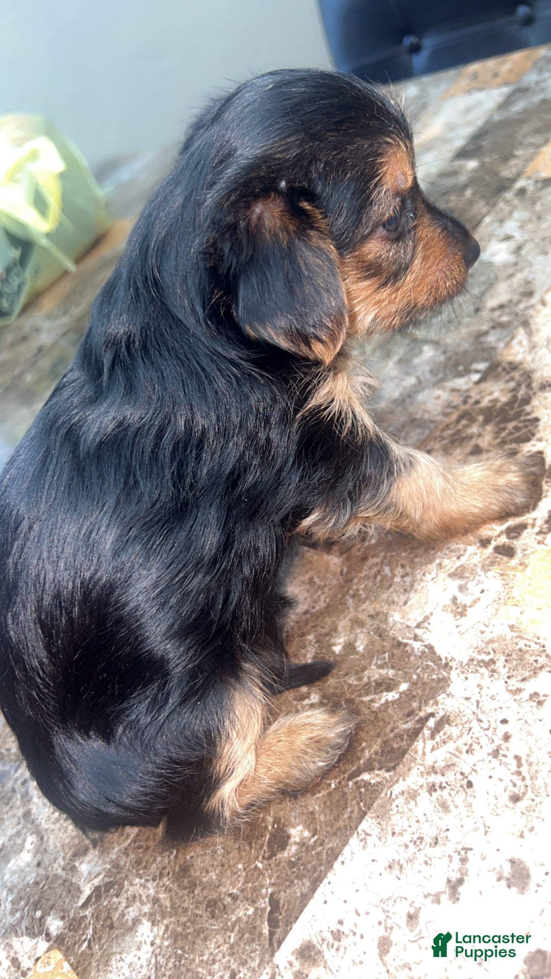 Yorkshire Terrier dogs for sale: Yorkshire Terrier Puppy 4 - Ad 1