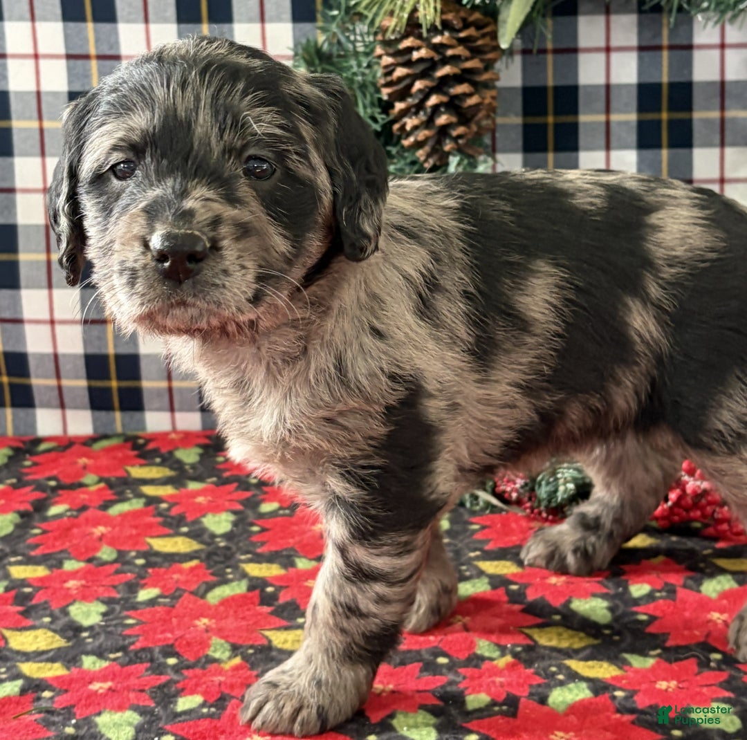 Labradoodle dogs for sale: Coco - Ad 3