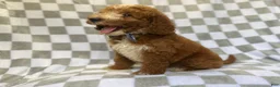 Mini Goldendoodle dogs for sale: Cosmo - Ad 2