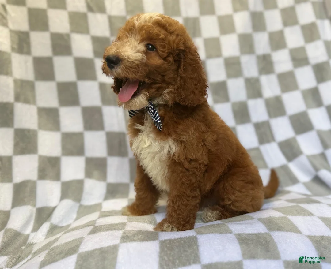 Mini Goldendoodle dogs for sale: Cosmo - Ad 2