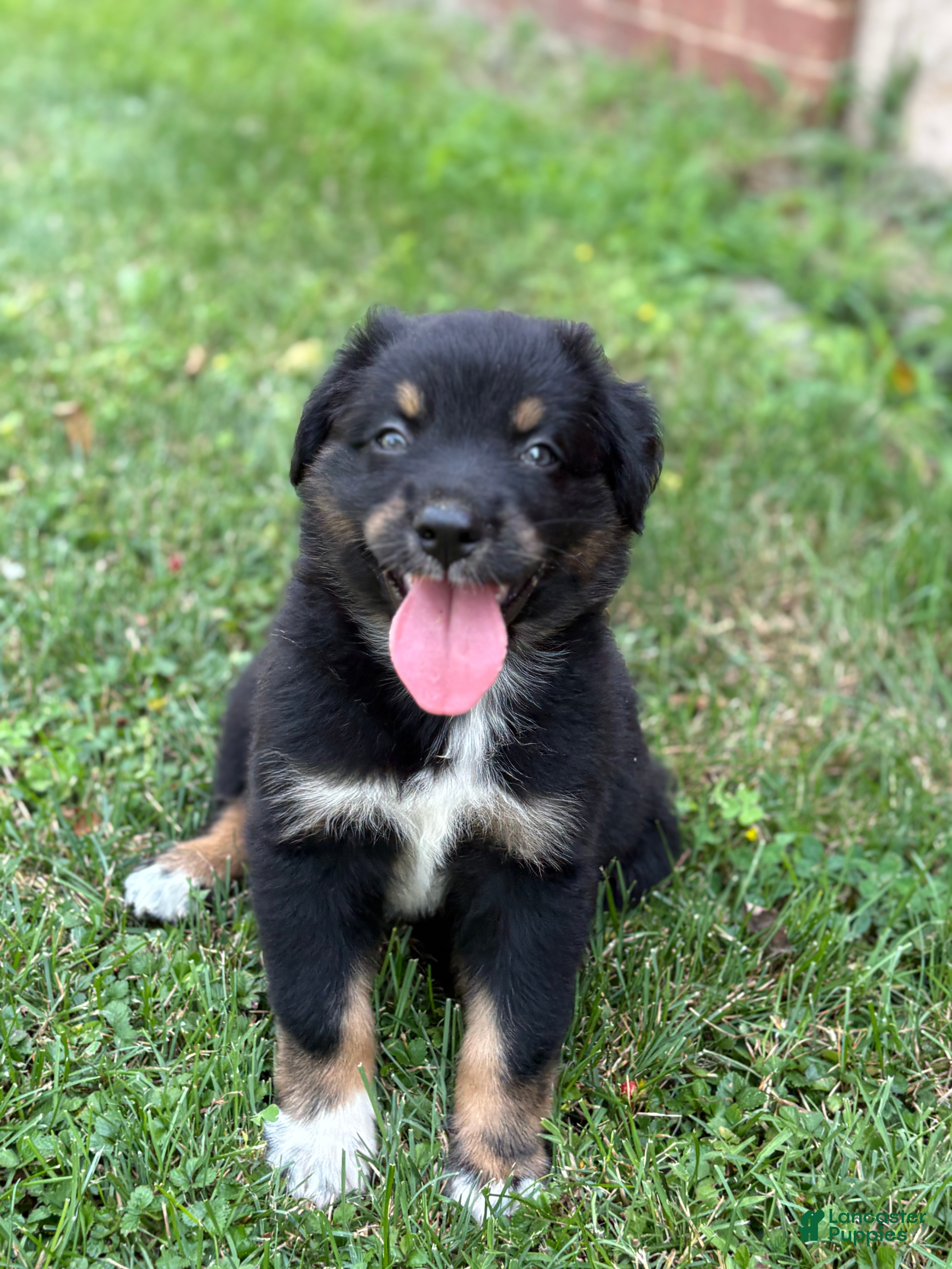 Australian Shepherd dogs Rowan - Ad 2