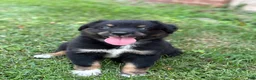 Australian Shepherd dogs for sale: Rowan - Ad 2