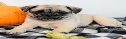 Pug dogs for sale: Polly - Ad 3