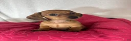 Dachshund dogs for sale: Daisey - Ad 4