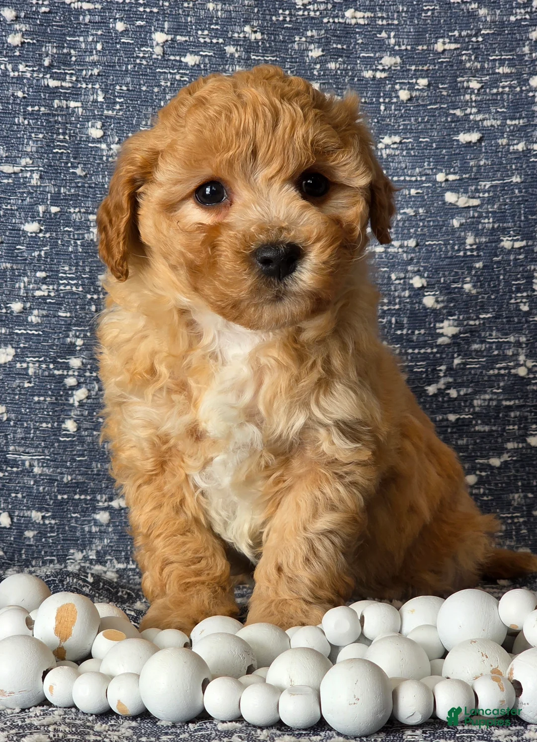 Bichpoo dogs for sale: Baby  - Ad 2