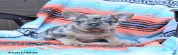 Mixed Breed dogs for sale: Champ - Ad 4