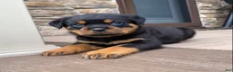 Rottweiler dogs for sale: Zeus - Ad 4