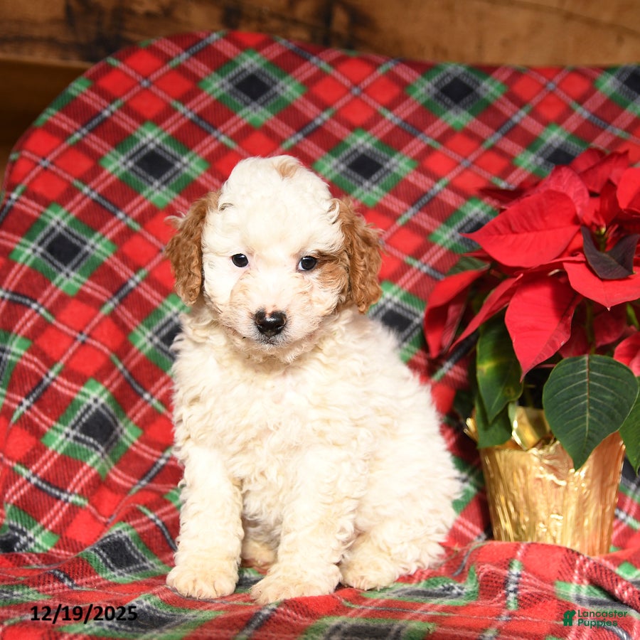 Mini Bernedoodle dogs Ludwig - Ad 38