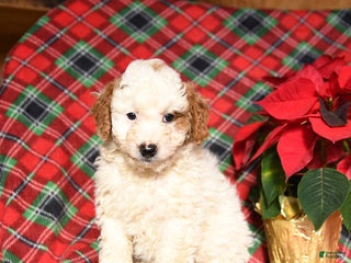 Mini Bernedoodle dogs Ludwig - Ad 38