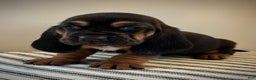Basset Hound dogs for sale: Martha May - Ad 3