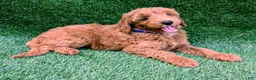 Mini Goldendoodle dogs for sale: Patches - Ad 3