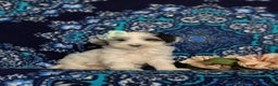 Maltipoo dogs for sale: Devanie - Ad 3