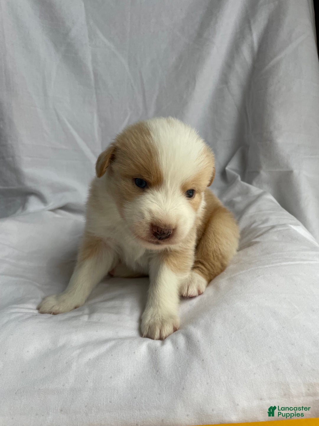 Australian Shepherd dogs for sale: Chance - Ad 16