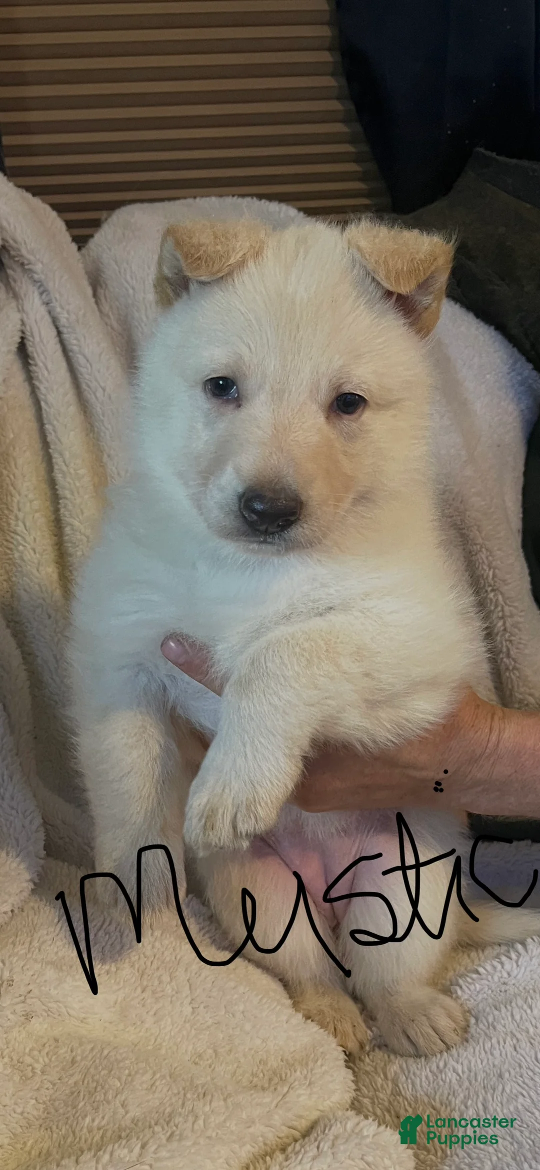 German Shepherd dogs for sale: Mystic - Ad 1