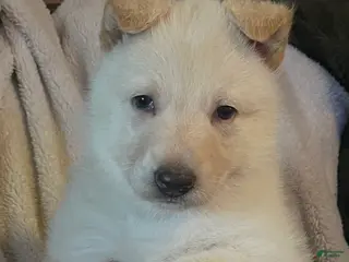 German Shepherd dogs Mystic - Ad 42