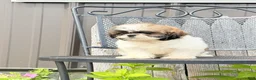 Shih Tzu dogs for sale: Queenie Shih Tzu  - Ad 42