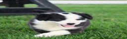 Border Collie dogs for sale: Lainey - Ad 7