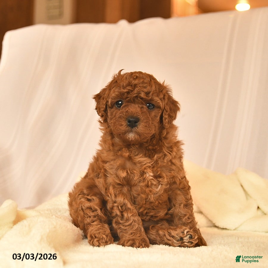 Toy Poodle dogs Esther  - Ad 2