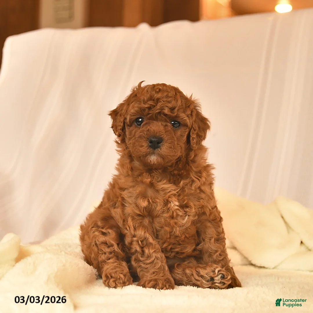 Toy Poodle dogs for sale: Esther  - Ad 2