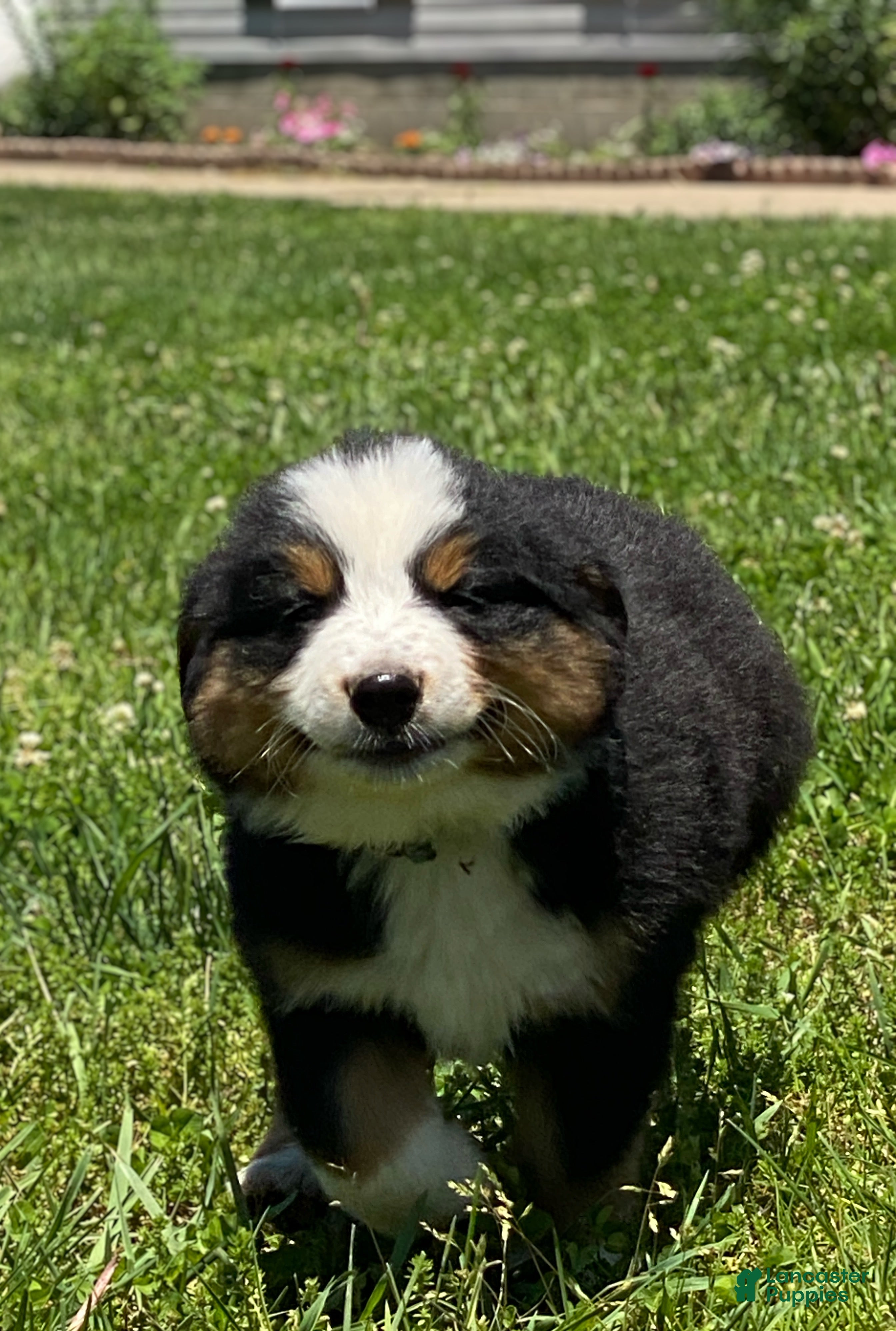 Mixed Breed dogs for sale: ♥️SWEET BERNIE♥️ - Ad 10
