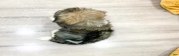 Havanese dogs for sale: Ace - Ad 4