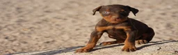 Doberman Pinscher dogs for sale: Sara F 2 - Ad 3